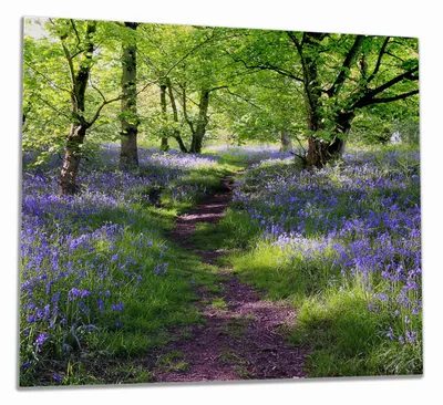 Produktbild von Wallario Herdabdeckplatte aus Glas, Größe 60 x 52 cm 1-teilig, Motiv Blaues Hasenglöckchen im Wald