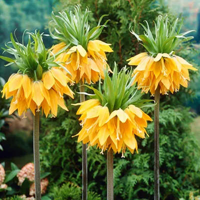 Obrázok produktu pre Kvetinové cibuľky Cibuľky Kvety Fritillaria Chess Flower Orange Beauty 1 ks.