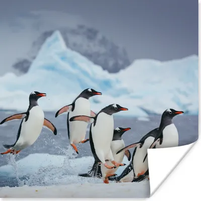 Produktbild von MuchoWow® Poster Pinguine springen aus dem Wasser 50x50 cm - Wohnzimmerdekoration