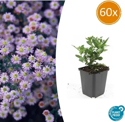 Produktbild von Zierstaude - Wilde Aster - Aster ageratioides 'Stardust' - 9cm Topf - Set mit 60 Pflanzen