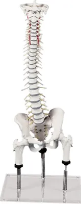 Immagine prodotto di Modello della colonna vertebrale Erler per la dimostrazione delle malformazioni