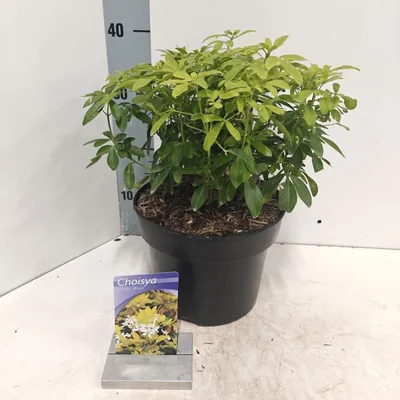 Image de Choisya ternata « Brica » (Lich) - Fleur d'oranger | 30-40 cm en pot