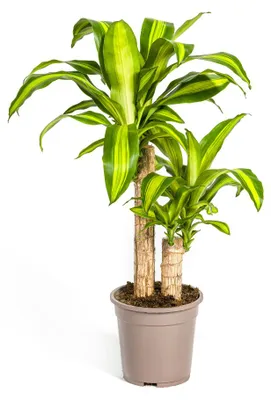 Produktbild von Dracaena Fragrans Massangeana Ø19cm - Höhe 70 - 90cm