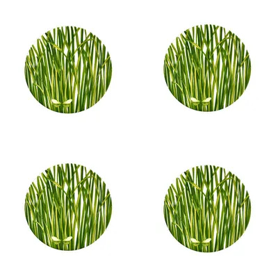 Obrázek produktu pro TAITÙ Life in Green talíř 17 cm 4 kusy