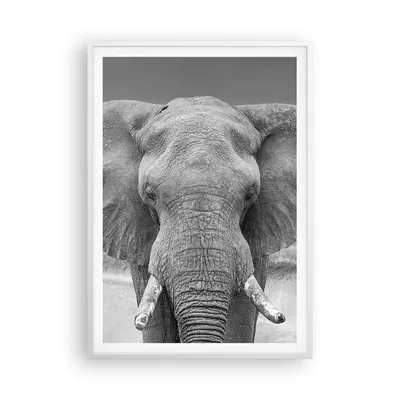 Produktbild von Gerahmtes Poster - Weißer Rahmen - Elefant Afrika Tier - 70x100 cm - Wand Bild - Wanddeko - Wandbilder - Kunstposter - Wandposter - Bilderrahmen - Bilder - Kunstdruck - P2WPA70x100-5072