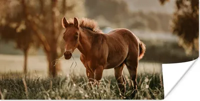 Produktbild von MuchoWow® Poster Pferd - Licht - Wiese 120x60 cm - Bild