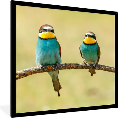 Produktbild von MuchoWow® Gerahmtes Poster Vögel - Tiere - Bienenfresser 40x40 cm - Poster mit Schwarzem Bilderrahmen Wandposter Rahmen Foto Bilder - Mit Rahmen - Wanddekoration Schlafzimmer