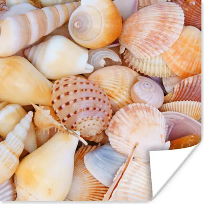Produktbild von MuchoWow® Poster Muscheln - Strand - Sommer - Orange 75x75 cm - Wand Dekoration