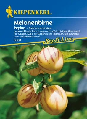 Produktbild von Melonenbirne Pepino | Melonensamen von Kiepenkerl