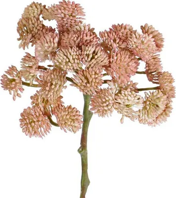 Produktbild von artplants.de Künstliche Sukkulente Sedum Danica, rosa, 20cm, Ø 10cm
