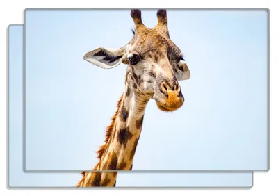 Produktbild von Wallario Frühstücksbrettchen 2er Set aus Glas, je 20 x 30 cm, mit rutschfesten Füßen, Motiv Nahaufnahme einer Giraffe