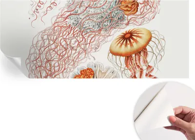 Produktbild von Selbstklebende Wandtapete - Dekorative Tapete für Wohnzimmer - Klebefolie für Wandbilder - Tapetenfolie für Wanddekoration - 208x146 cm - Zierqualle
