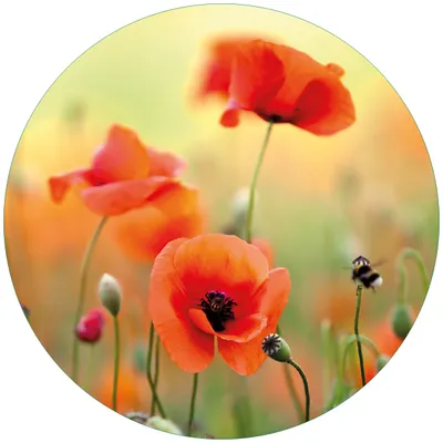 Produktbild von Wallario Premium Glasbild, freischwebende Optik, kräftige Farben, rund 50cm Durchmesser, Motiv Mohnblumenblüten