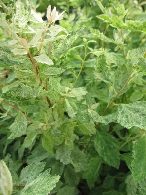 Produktbild von Prachtspiere Pink Ice - Heckenspiere - Spiraea x vanhouttei 40-60