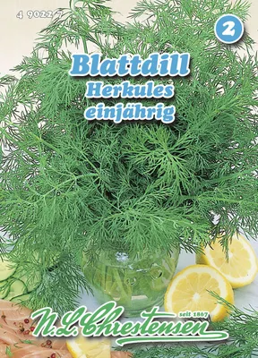 Artikelbild 1 von 'Blattdill Herkules' aus der Kategorie Dillsamen