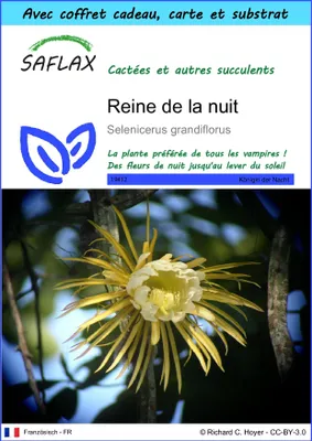 Image de SAFLAX Ensemble-cadeau - Reine de la nuit - 40 graines - Selenicerus