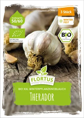 Artikelbild 2 von 'BIO XXL Winterpflanzknoblauch Therador' aus der Kategorie Pflanzknoblauch