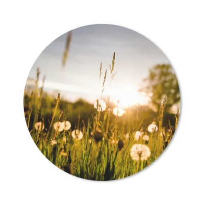 Produktbild von MuchoWow® Mauspad Mousepad Löwenzahn - Gras - Sonnenuntergang 40x40 cm - Mousepads - Maus Mat - Pad - Mausunterlage - Schreibtisch Accessoires