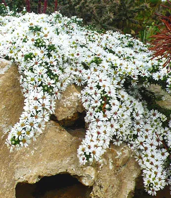 Produktbild von BALDUR Garten 3x Winterharter Bodendecker Steinaster 'Snowflurry', Pflanzen im 9x9 cm-Topf, Aster ericoides, winterharte Staude, trockenresistent & mehrjährig, bienenfreundlich, blühend