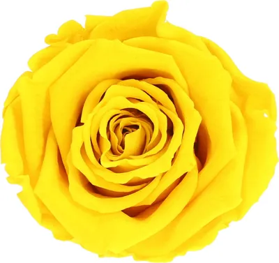 Produktbild von Infinity Rose XL Ø6-7cm konserviert stabilisiert haltbar Rosenkopf ewige Blüte Gelb (yel02)
