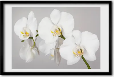 Produktbild von Bild 60x40 MDF-Rahmen, Wandkunst Orchidee