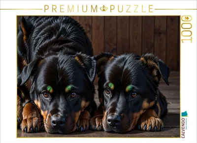 Produktbild von CALVENDO Puzzle Majestätische Rottweiler - Voller Kraft und Loyalität | 1000 Teile Lege-Größe 64x48cm Foto-Puzzle für glückliche Stunden