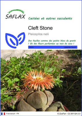 Image de SAFLAX  - Cleft Stone - 40 graines - Pleiospilos