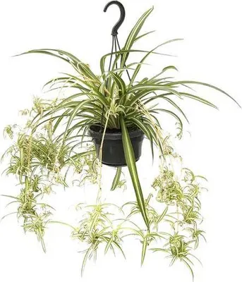 Obrázek produktu pro Zelená lilie Chlorophytum comosum variegatum – Ø 14 cm – ↕ 55 cm – nenáročná pokojová rostlina, která čistí vzduch