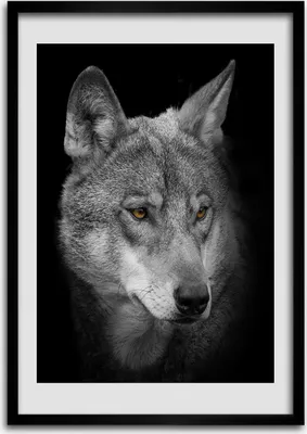 Produktbild von Bild - Bilderrahmen - 50 cm x 70 cm - MDF - Rahmen - Wandkunst Porträt eines Wolfes