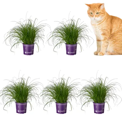 Produktbild von florapartner Frisches Katzengras (Cyperus zumula) 5 Pflanzen ungiftiges Zyperngras für Katzen & Nagetiere