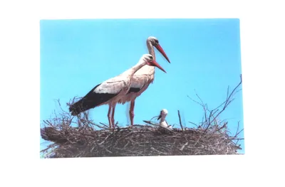 Produktbild von 3 D Ansichtskarte Störche, Postkarte Wackelkarte Hologrammkarte Tiere Tier Storch Vogel