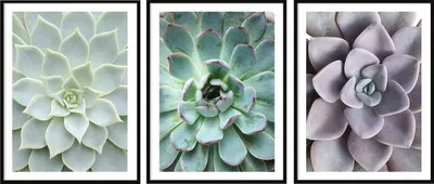 Obrázok produktu pre OBRAZOVÝ PLAKÁT V RÁME 53x73cm Triptych s 3 obrazmi Listy Kvety P2006