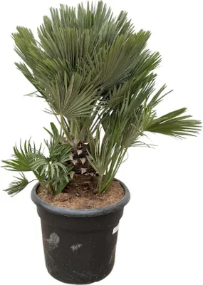 Produktbild von Everyplants Chamaerops humilis compact - 100cm, ø45 cm