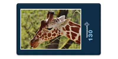 Produktbild von hansepuzzle 18907 - Giraffe Puzzle, 130 Teile, Tierwelt, 28,7 x 20,0cm mit hochwertiger Aufbewahrung, Kartonbox und wiederverschließbarem Beutel