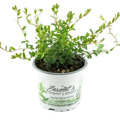 Produktbild von Enseleits Cranberry Pflanze - Cranberries, Vaccinium macrocarpon