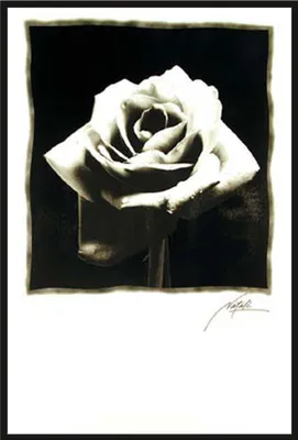 Produktbild von Black & White - Poster - Schwarze Rose Version 2 + Wechselrahmen, Shinsuke® Maxi Kunststoff schwarz, Acryl-Scheibe
