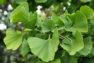 Produktbild von Ginkgo biloba Fächerbaum - 10 Samen
