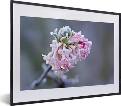 Produktbild von MuchoWow® MuchoWow® Gerahmtes Poster Blumen - Rosa - Gefroren 40x30 cm - Poster mit zchwarzem Bilderrahmen - Bilderrahmen - Poster im Rahmen
