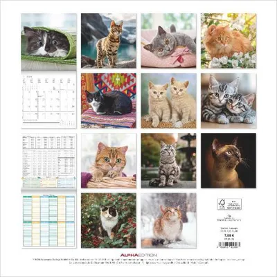 Image de Chats 2027