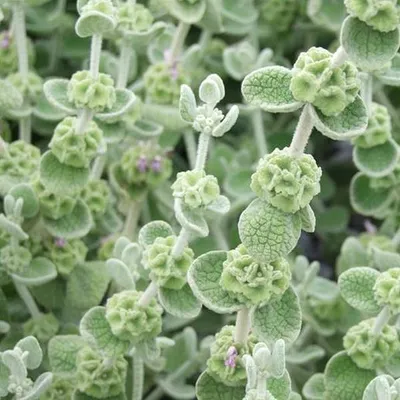 Produktbild von 6 x Nessel - Ballota pseudodictamnus  | Topf 9cm x 9cm