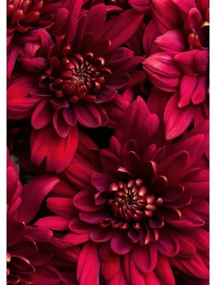 Image de Tableau sur toile fleurs vives 30x45 cm, Tableau mural moderne pour décoration intérieure