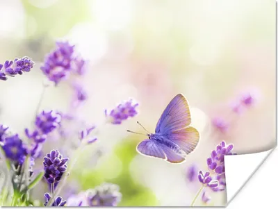 Produktbild von MuchoWow® Poster Lavendel - Schmetterling - Blumen 120x90 cm - Wandbild