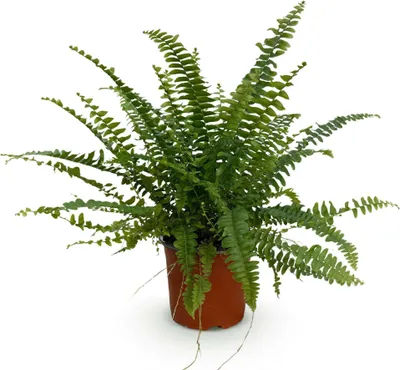 Image de Nephrolepis exaltata « Green Lady » - Fougère d'intérieur adaptée aux animaux