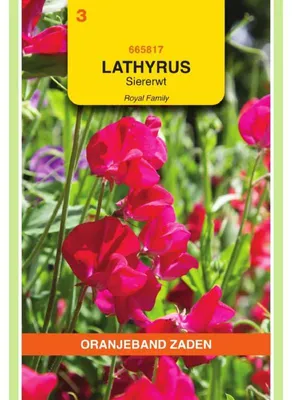 Productafbeelding van Oranjebloem (Lathyrus odoratus) 'Royal Scharlach' - 1 zakje zaden