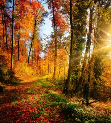 Produktbild von Fototapete - Forest Walk 225x250cm - Vliestapete