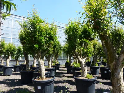 Produktbild von XL knorriger alter Punica Granatum 180 - 220 cm Granatapfelbaum Obstbaum Obst