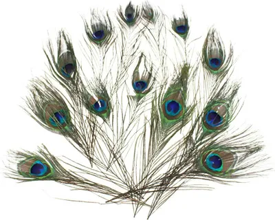 Produktbild von 12 echte Federn Pfau Pfauenaugen Vogel Peacock feathers ca 25cm Pfauenfedern