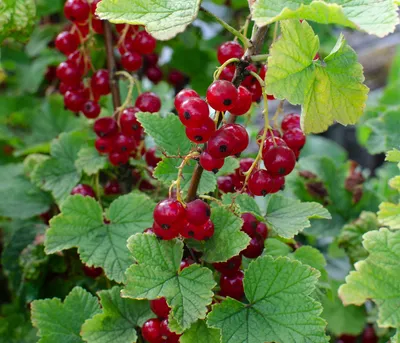 Produktbild von Dehner Bio Rote Johannisbeere Ribest® Lisette®, Selbstbefruchter-Sorte, rote Früchte, 30-50 cm exkl. Pflanztopf, Ø Topf 13 cm, Beerenstrauch