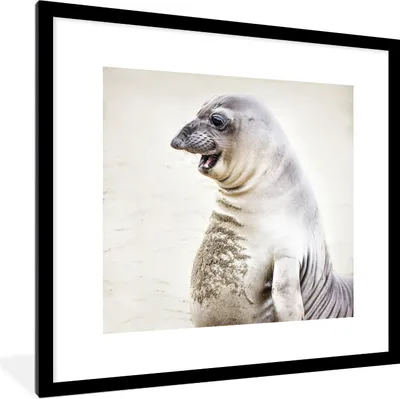 Produktbild von MuchoWow® Gerahmtes Poster Seeelefant - Lustig - Lachen - Kinder - Jungen - Mädchen - Kinder 40x40 cm - Poster mit Schwarzem Bilderrahmen Wandposter Rahmen Foto Bilder - Poster - Plakat im Rahmen
