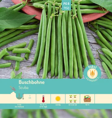 Produktbild von Buschbohne Scuba | Buschbohnensamen von Carl Pabst